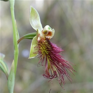 Calochilus paludosus at Penrose, NSW - suppressed