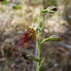 Calochilus paludosus at Penrose, NSW - suppressed