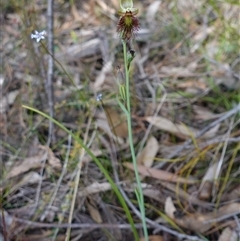 Calochilus paludosus at Penrose, NSW - suppressed