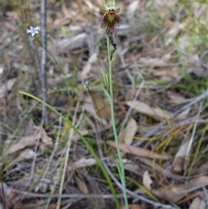 Calochilus paludosus at Penrose, NSW - suppressed