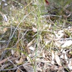 Calochilus paludosus at Penrose, NSW - suppressed