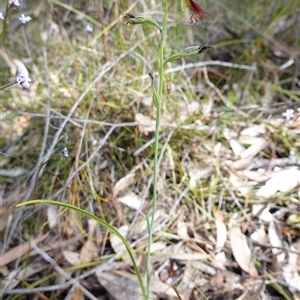 Calochilus paludosus at Penrose, NSW - suppressed