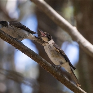 Cracticus torquatus (Grey Butcherbird) at Gungahlin, ACT by AlisonMilton