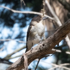 Cracticus torquatus at Gungahlin, ACT - 12 Dec 2024 10:06 AM