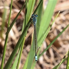 Austroagrion watsoni at Gungahlin, ACT - 11 Dec 2024 by AlisonMilton