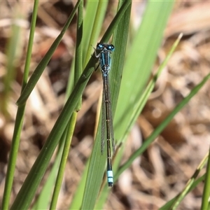 Austroagrion watsoni at Gungahlin, ACT by AlisonMilton