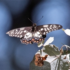 Papilio anactus (Dainty Swallowtail) at Ngunnawal, ACT - 12 Dec 2024 by AlisonMilton