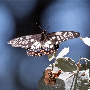 Papilio anactus at Ngunnawal, ACT - 12 Dec 2024