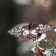 Papilio anactus at Ngunnawal, ACT - 12 Dec 2024