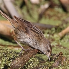 Poodytes gramineus (Little Grassbird) at Fyshwick, ACT - 16 Dec 2024 by jb2602