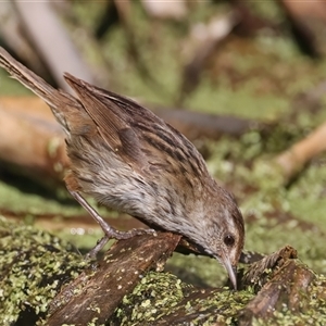 Poodytes gramineus at Fyshwick, ACT - 16 Dec 2024