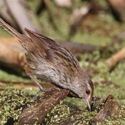 Poodytes gramineus (Little Grassbird) at Fyshwick, ACT - 16 Dec 2024 by jb2602