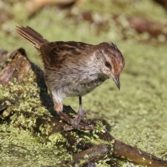 Poodytes gramineus at Fyshwick, ACT - 16 Dec 2024