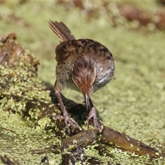 Poodytes gramineus at Fyshwick, ACT - 16 Dec 2024