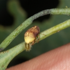 Cadmus sp. (genus) (Unidentified Cadmus leaf beetle) at Gungahlin, ACT - 12 Dec 2024 by AlisonMilton