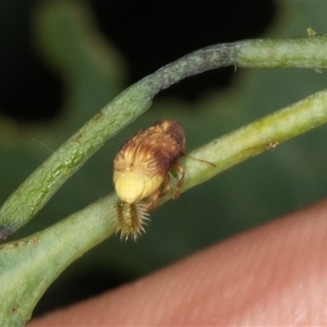 Cadmus sp. (genus) at Gungahlin, ACT by AlisonMilton