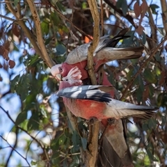 Eolophus roseicapilla (Galah) at Gungahlin, ACT - 12 Dec 2024 by AlisonMilton