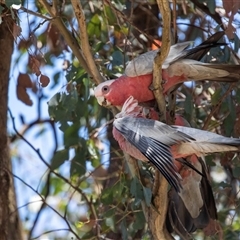 Eolophus roseicapilla at Gungahlin, ACT - 12 Dec 2024