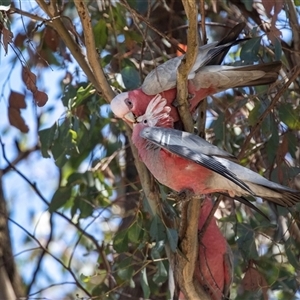 Eolophus roseicapilla at Gungahlin, ACT - 12 Dec 2024