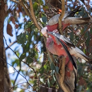 Eolophus roseicapilla at Gungahlin, ACT - 12 Dec 2024