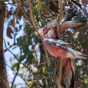 Eolophus roseicapilla at Gungahlin, ACT - 12 Dec 2024