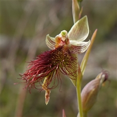 Calochilus platychilus at Penrose, NSW - 28 Oct 2024 by RobG1