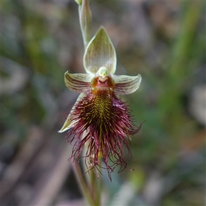 Calochilus paludosus at Penrose, NSW - suppressed