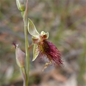Calochilus paludosus at Penrose, NSW - suppressed