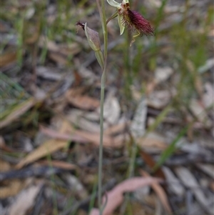 Calochilus paludosus at Penrose, NSW - suppressed