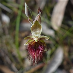 Calochilus paludosus at Penrose, NSW - suppressed