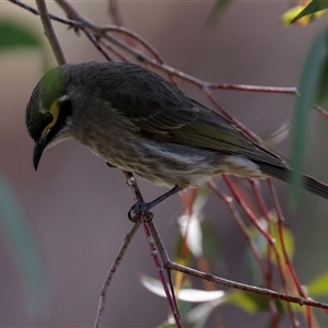 Caligavis chrysops at Fyshwick, ACT - 4 Sep 2024