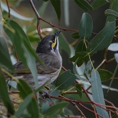 Caligavis chrysops at Fyshwick, ACT - 4 Sep 2024