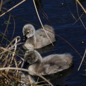 Cygnus atratus (Black Swan) at Fyshwick, ACT by AlisonMilton