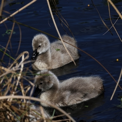 Cygnus atratus (Black Swan) at Fyshwick, ACT - 4 Sep 2024 by AlisonMilton