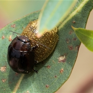 Paropsisterna cloelia at McKellar, ACT - 11 Nov 2024