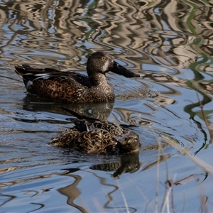 Spatula rhynchotis (Australasian Shoveler) at Fyshwick, ACT by AlisonMilton