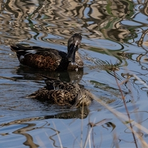 Spatula rhynchotis at Fyshwick, ACT - 4 Sep 2024