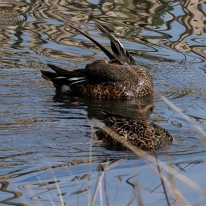 Spatula rhynchotis at Fyshwick, ACT - 4 Sep 2024 02:59 PM