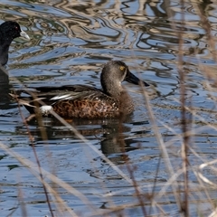 Spatula rhynchotis at Fyshwick, ACT - 4 Sep 2024