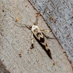 Stathmopoda melanochra (An Oecophorid moth (Eriococcus caterpillar)) at McKellar, ACT - 11 Nov 2024 by AlisonMilton