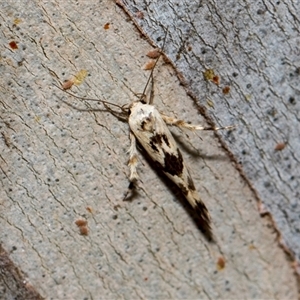 Stathmopoda melanochra (An Oecophorid moth (Eriococcus caterpillar)) at McKellar, ACT by AlisonMilton