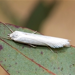 Philobota homochroa (A Concealer moth (Philobota group) at McKellar, ACT - 11 Nov 2024 by AlisonMilton