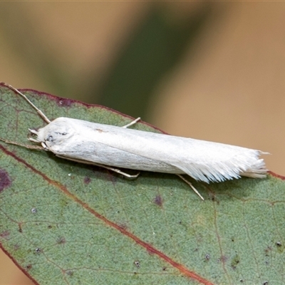 Philobota homochroa (A Concealer moth (Philobota group) at McKellar, ACT - 11 Nov 2024 by AlisonMilton