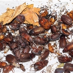 Sericesthis nigrolineata (Dusky pasture scarab) at Higgins, ACT - 29 Nov 2024 by AlisonMilton