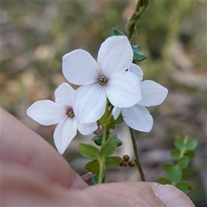 Tetratheca thymifolia at Penrose, NSW - suppressed