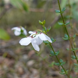 Tetratheca thymifolia at Penrose, NSW - suppressed