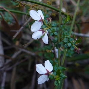 Tetratheca thymifolia at Penrose, NSW - suppressed