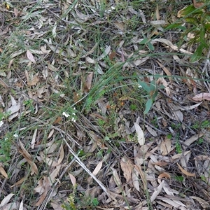 Tetratheca thymifolia at Penrose, NSW - suppressed