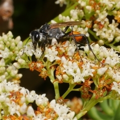 Podalonia tydei (Caterpillar-hunter wasp) at Freshwater Creek, VIC - 2 Dec 2024 by WendyEM