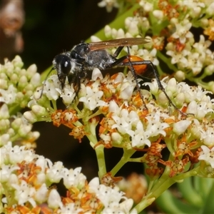 Podalonia tydei at Freshwater Creek, VIC by WendyEM